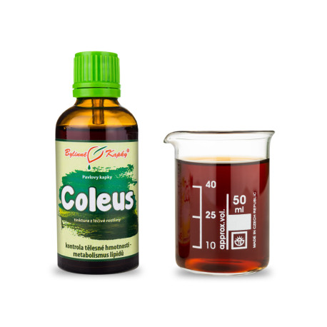 Coleus kvapky (tinktúra) 50 ml