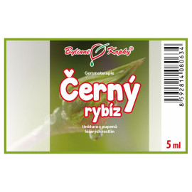 Ríbezľa čierna púčiky 5 ml - gemmoterapie