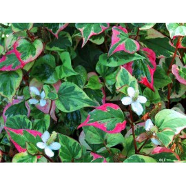Houttuynia cordata vňať - Houttuynia cordata - 50g sekaný