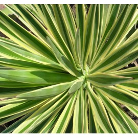 Juka list - Yucca aloifolia - 100g sekaný