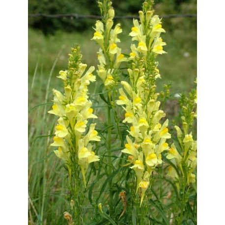 Pyštek obyčajný - Linaria vulgaris - 100g sekaný