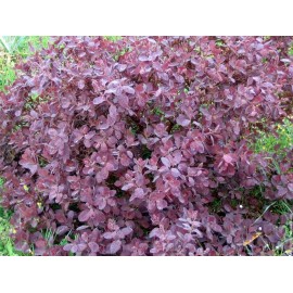 Škumpa vlasatá list - Cotinus coggygria - 250g sekaný