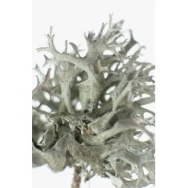 Lišajník islandský - Cetraria islandica - 50g sekaný