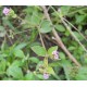 Punarnava koreň - Boerhavia diffusa - 100g mletý