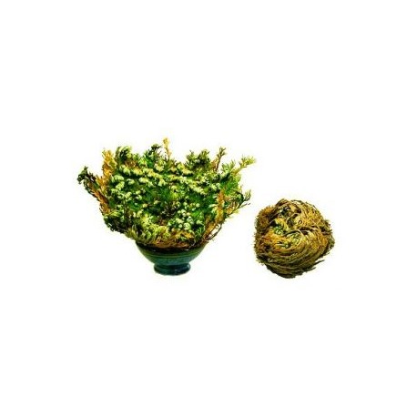Ruža z Jericha - Selaginella lepidophylla - veľmi veľká